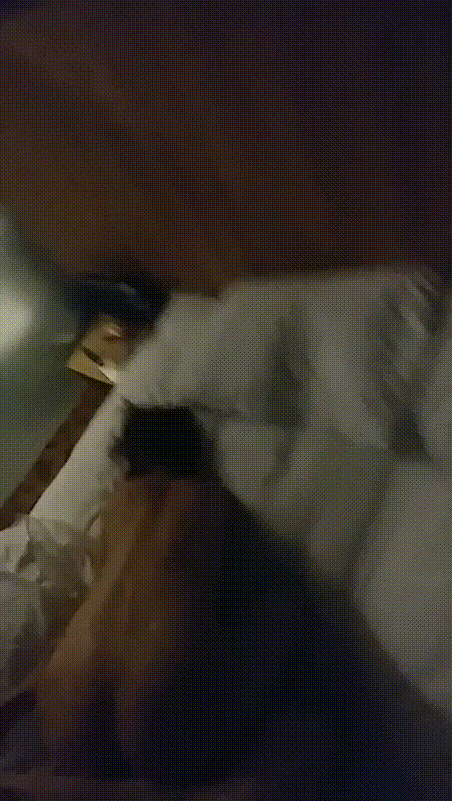 00754d88ae70c8e2905c20bdea87ff22_1731650568_5798.gif