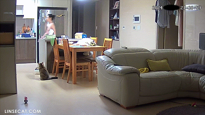 1bc68a00c40b2c1d6068b63af9c80bc7_1732185018_467.gif