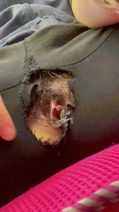 23de7c4c26a9f87a4b1f2ca517e86ec7_1732957582_182.gif