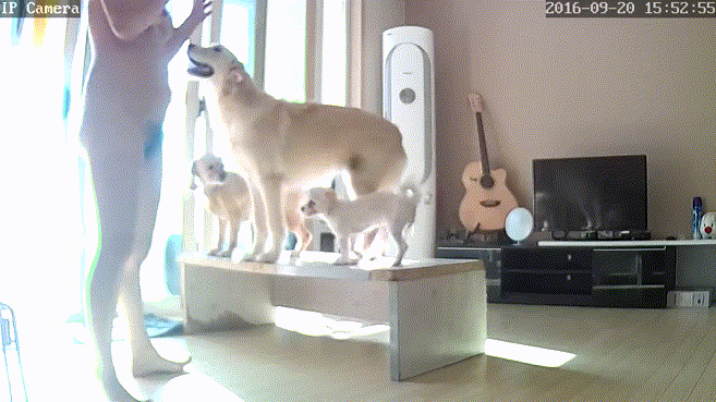 4722b9bcb3c1a9ef20a224c761cce9ec_1730442626_4839.gif