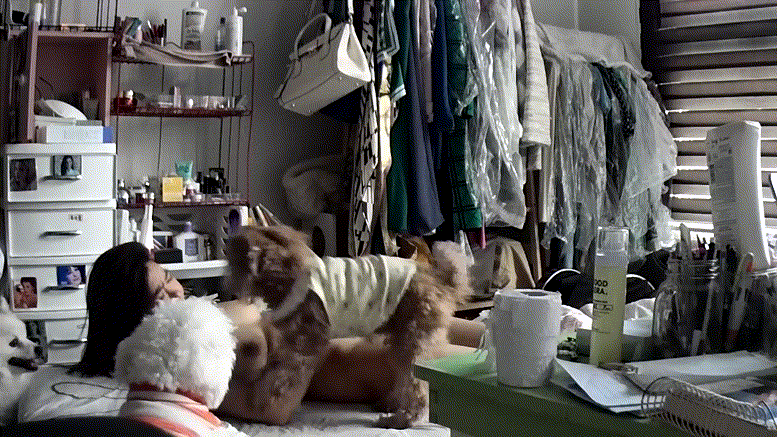 56fbcf99e178c41d791105eaeb82f5dc_1730388706_0619.gif