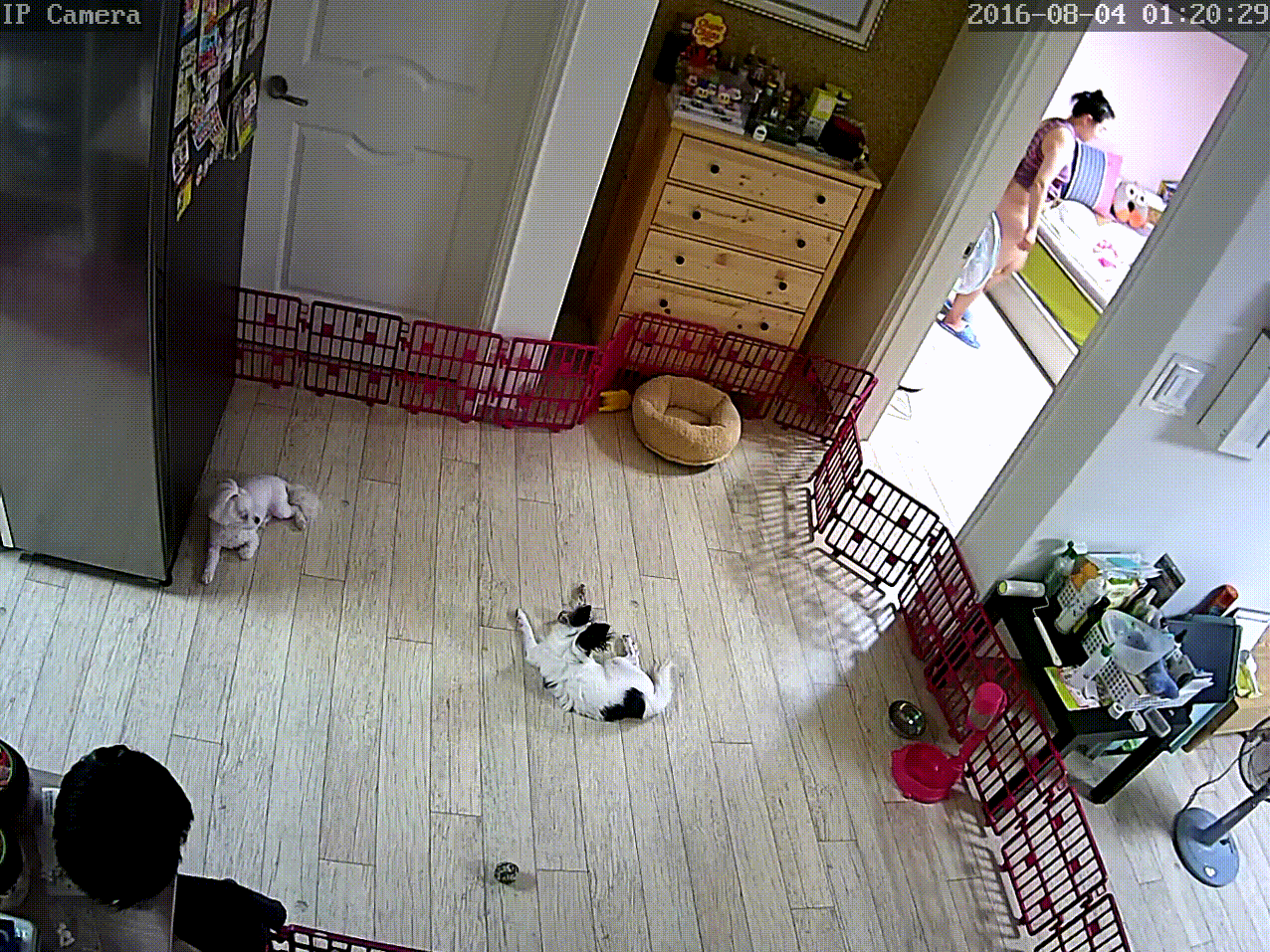 8562a10722f540feda0abb4dba548b9c_1730401625_5537.gif
