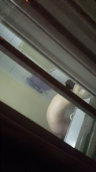 8dae0f84fa89cc1581914c77a5082ba1_1731993256_3788.gif