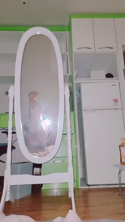 8e7fadf9aba59dbc38d37e552cf5f5f0_1730540306_2799.gif