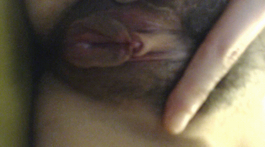 9fb1938b670b1bc8ac7817cebed6c177_1731145723_9348.gif