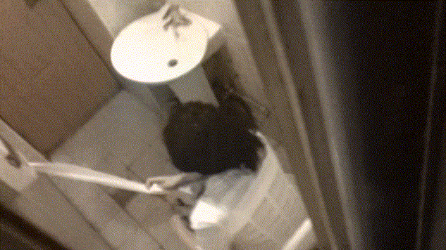 beda2760f8edfbbe81c601c1f8f565f0_1732680355_0647.gif
