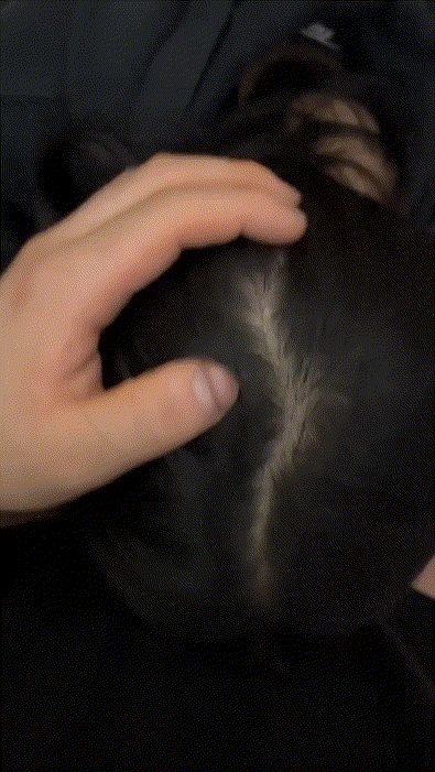 e14f66cacccaaefa23b5aeba9f60a16c_1732004882_66.gif