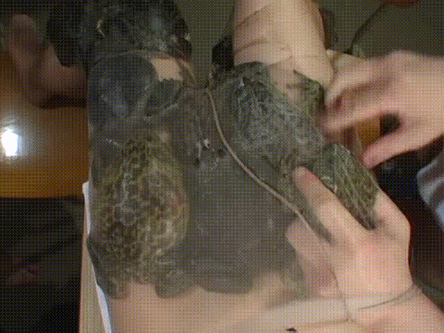 cb00532ad970d55008e744c018fd4aaf_1737027038_2374.gif