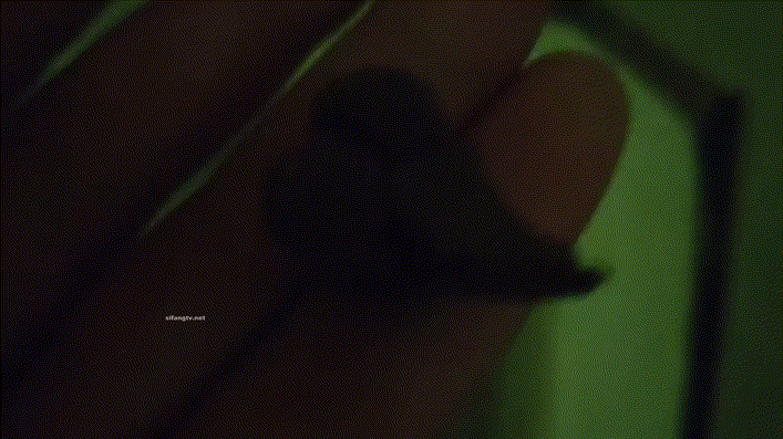 dc0fd04557df34a463d2a8061bda23ef_1736257773_1661.gif