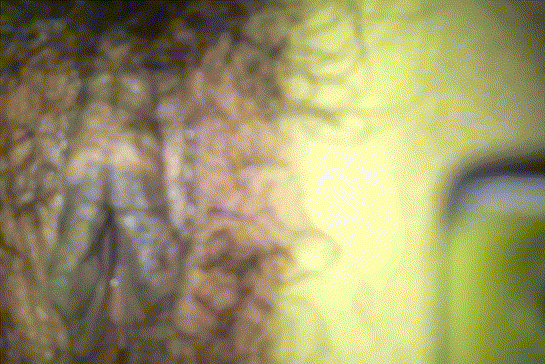 f64285a226a0ab0f1a2020d59fe1c6c6_1736326742_8483.gif
