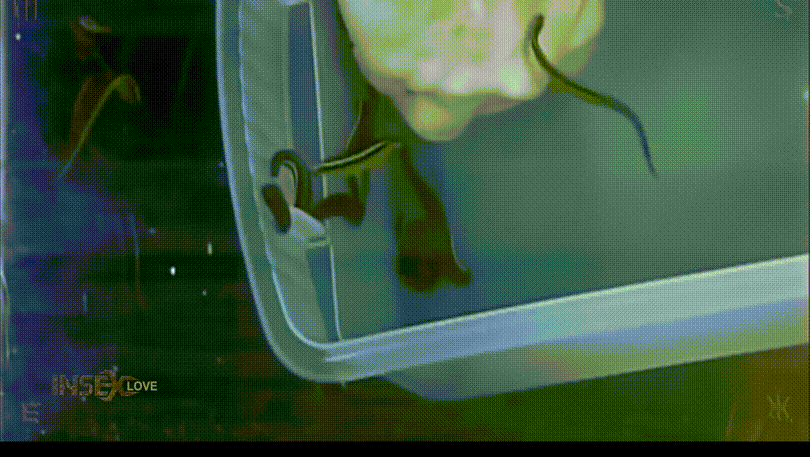 bf2ce42f283544df89885a5a79a9cceb_1740659216_9972.gif