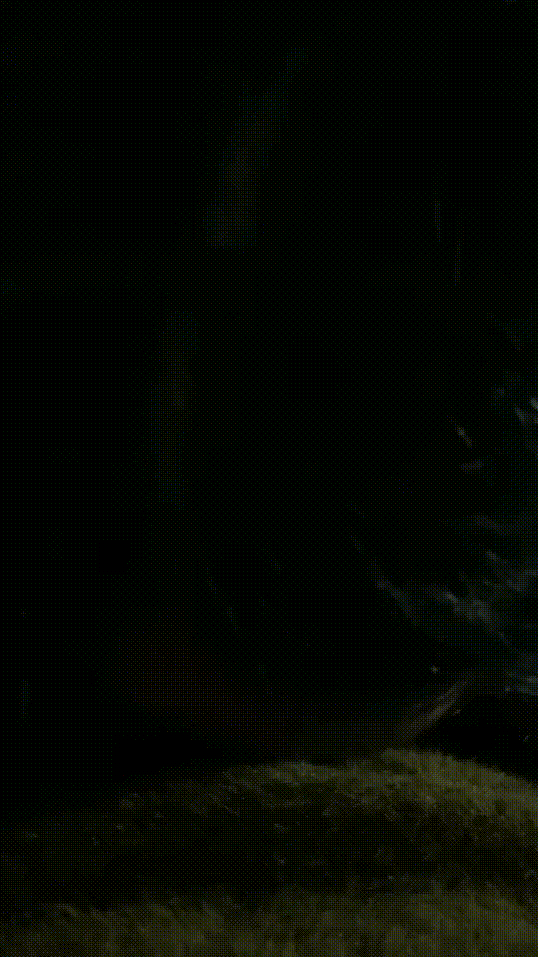 e51e3460a880962df118ef0c73014bba_1744184081_1603.gif