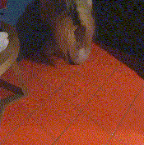 1c089ed55950d7f2a54650bb0fdfec63_1746682059_9287.gif