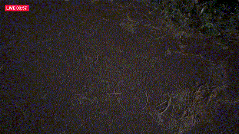 588d2dc3371798f4e69281250593489d_1747819867_0459.gif