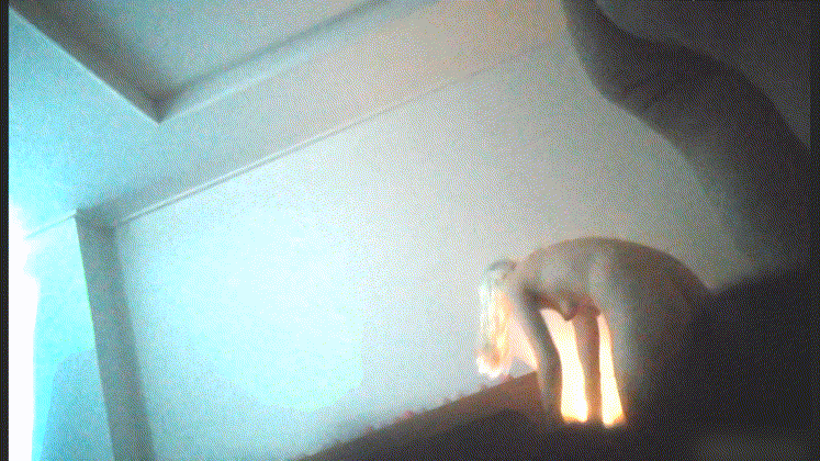 a50440390c5ea6616b9a2c5ee20236e4_1752119696_3645.gif